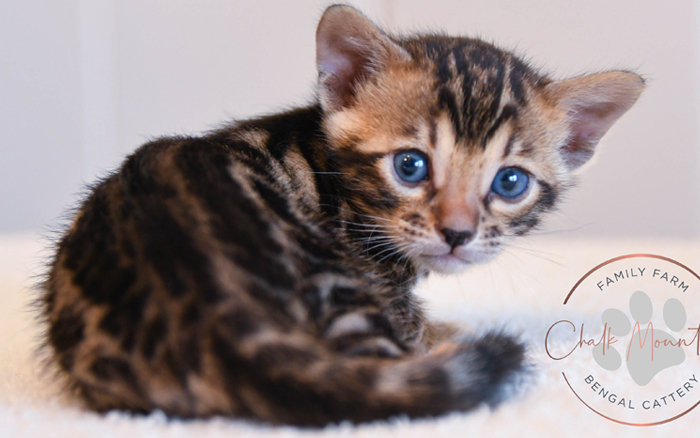 Bengal kitten for sale